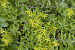 Stringy stonecrop